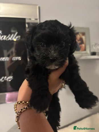 Maltipoo dogs - Advert 4