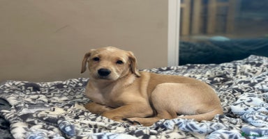 Labrador Retriever dogs Beautiful KC Registered Labrador Puppies - Advert 13