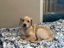 Labrador Retriever dogs Beautiful KC Registered Labrador Puppies - Advert 13