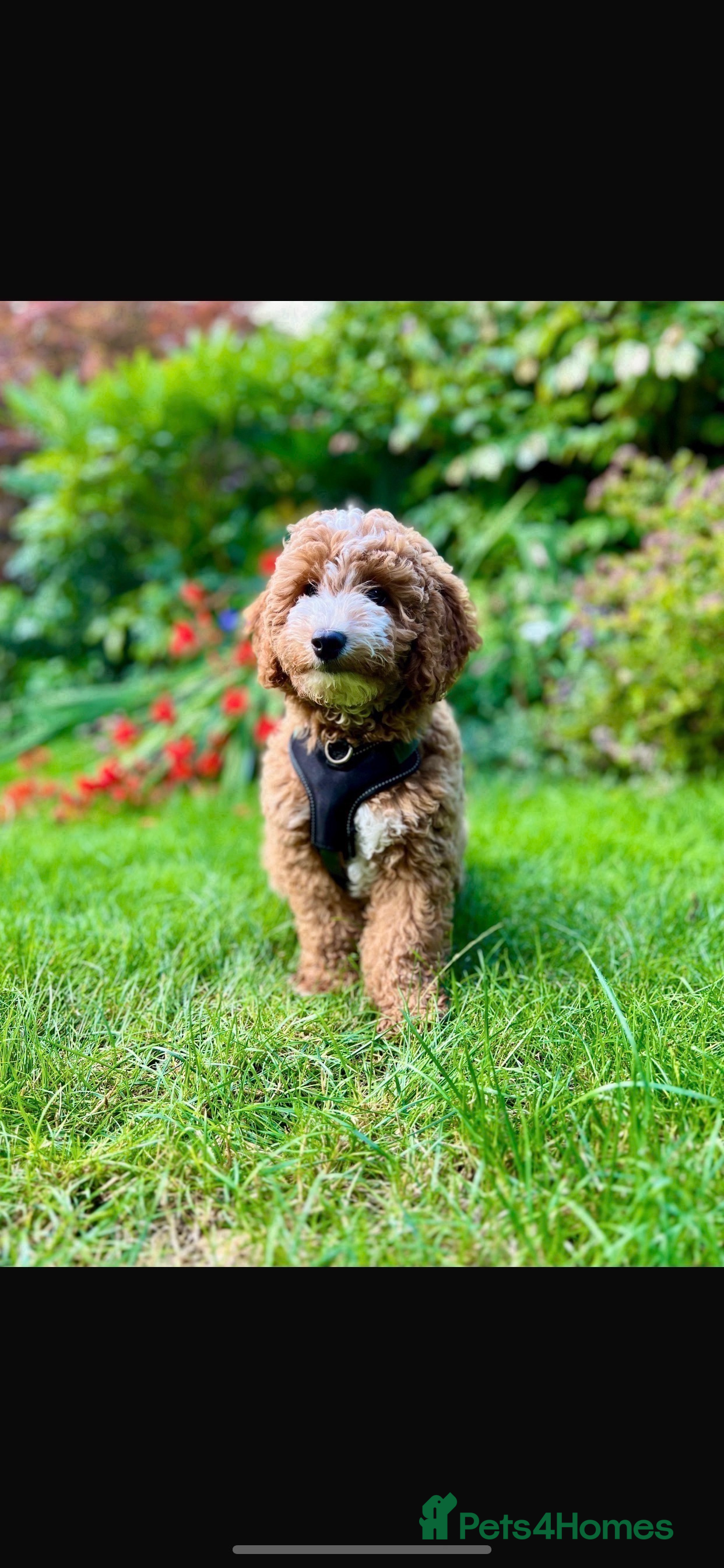 Aussiedoodle dogs Miniature Aussie Double Doddle puppies  - Advert 5