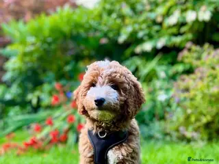 Aussiedoodle dogs Miniature Aussie Double Doddle puppies - Advert 5