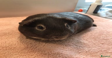Guinea Pig rodents - Advert 6