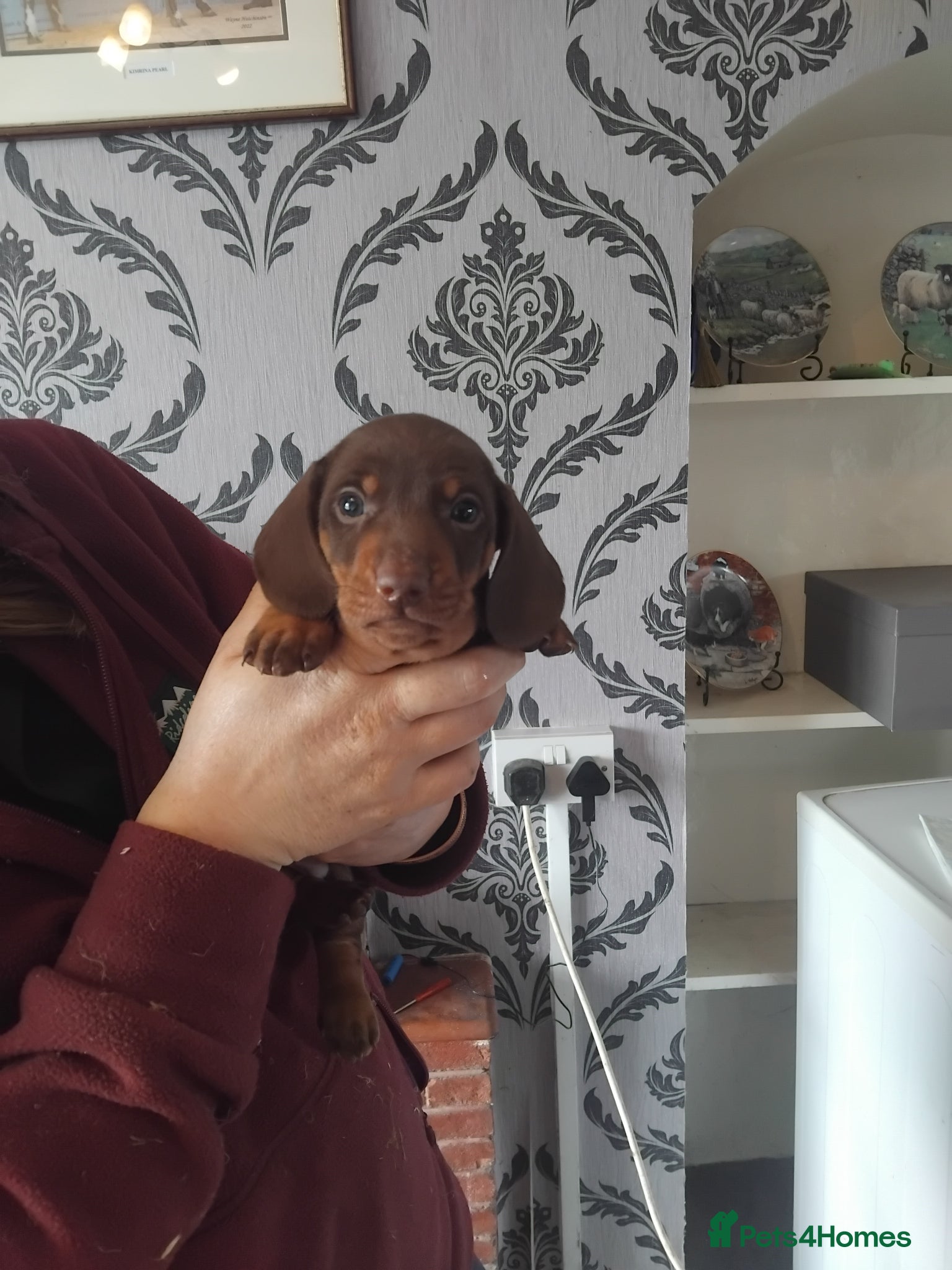 Miniature Dachshund dogs Miniature dachshund  - Advert 1