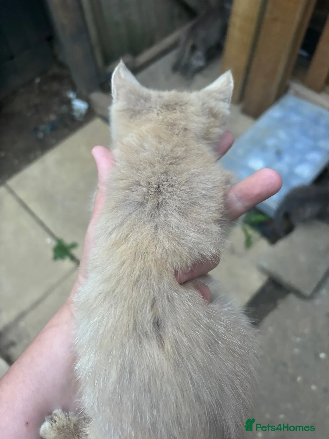 British Shorthair cats for sale: 2 beautiful girls available  - Advert 4