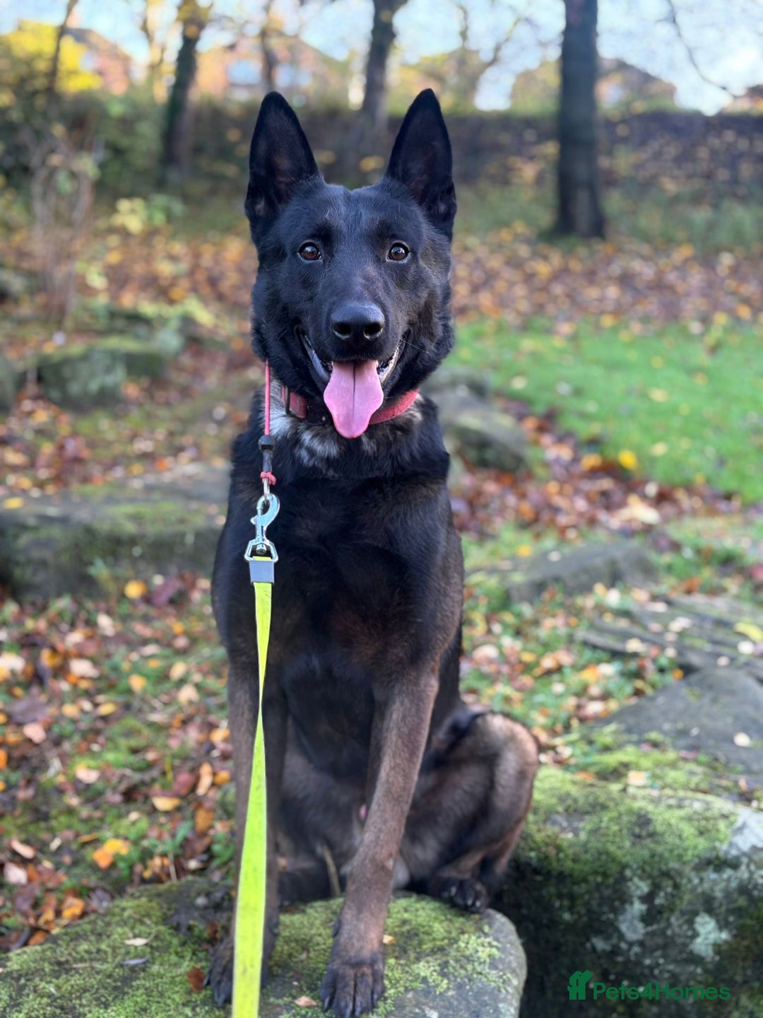 Belgian Shepherd Dog dogs for sale: FAMILY PROTECTOR-PANTHER DUTCH HERDER  - Advert 3