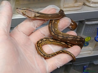 Python Snake reptiles Malayan Python Male - Advert 9