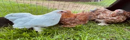 Chickens poultry for sale: Pekin bantam girls  in Malvern - Advert 2