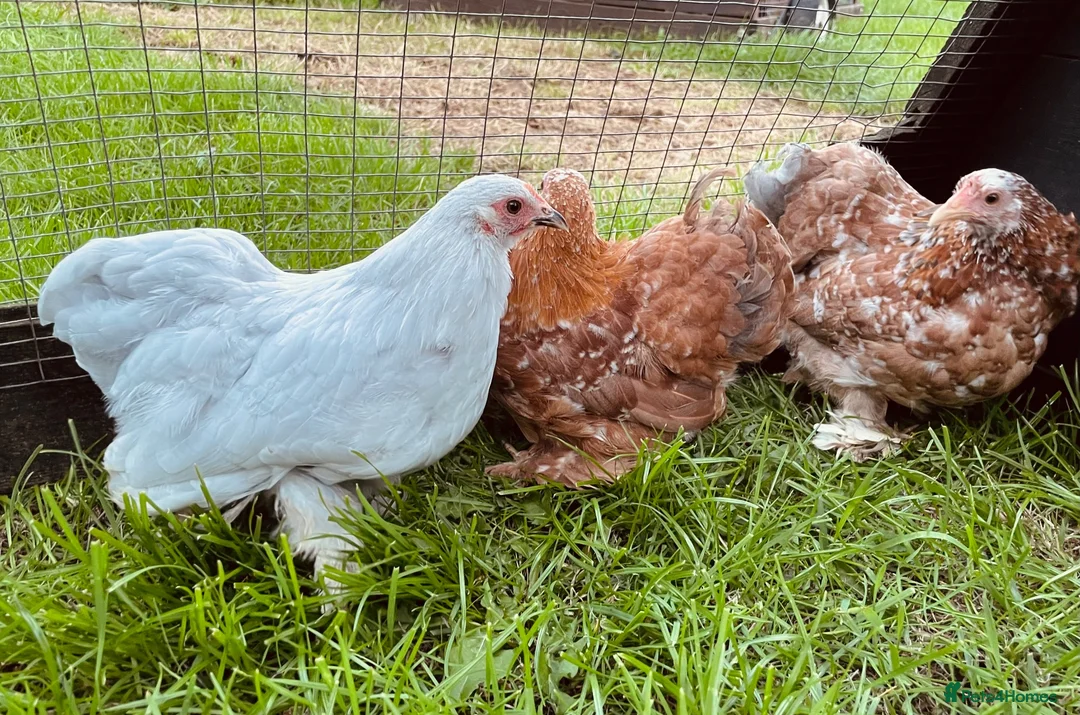 Chickens poultry for sale: Pekin bantam girls  in Malvern - Advert 2
