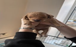 Cockapoo dogs for sale: Cockapoo puppies for sale  - Image 6
