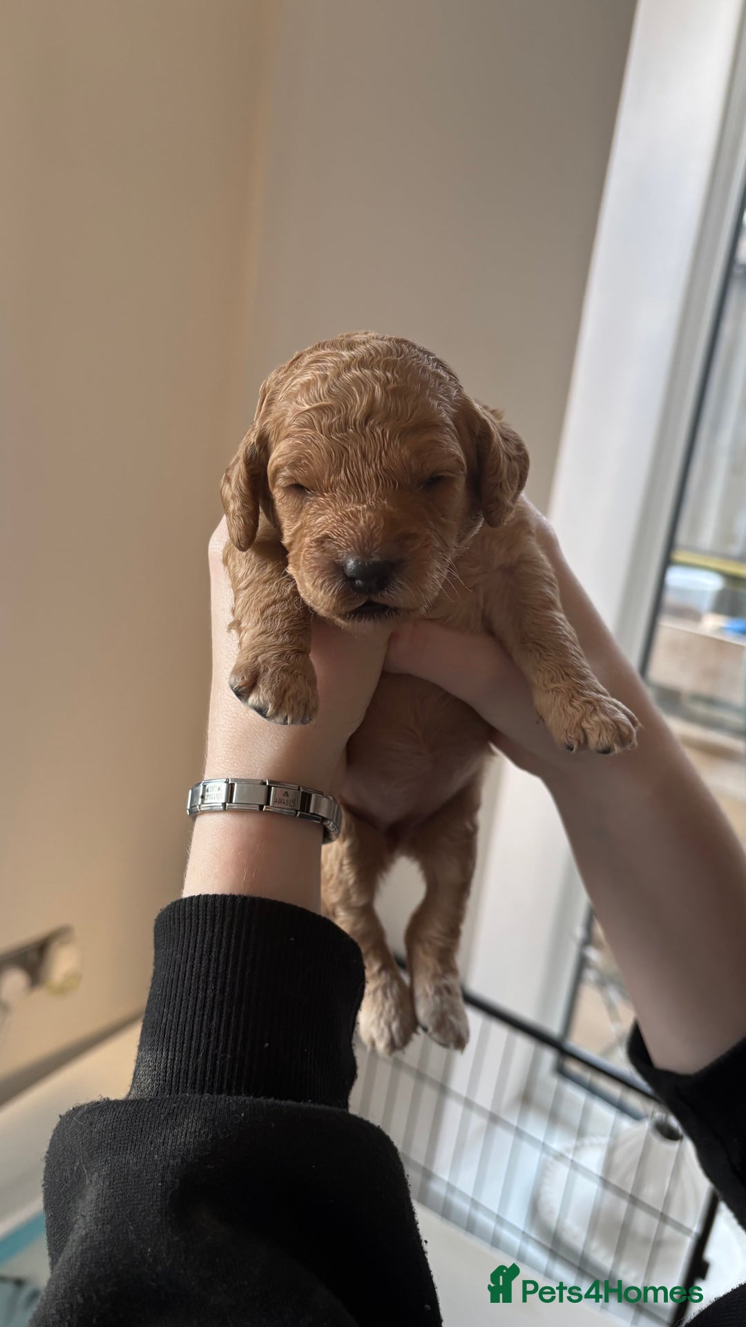 Cockapoo dogs for sale: Cockapoo puppies for sale  - Image 6