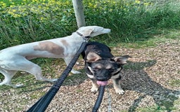 Mixed Breed dogs for adoption: Nera: A Sweet girl 🩷 in March - Image 5