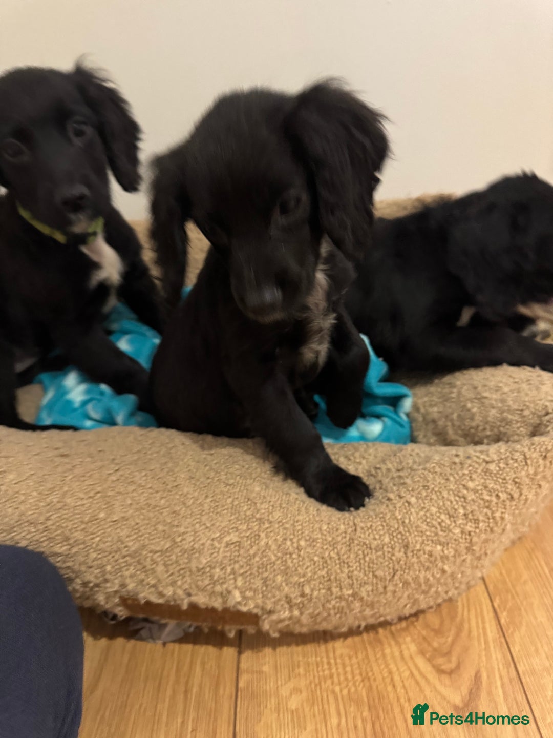 Cocker Spaniel dogs for sale: *3 left* black & white kc working cocker spaniels  - Image 10