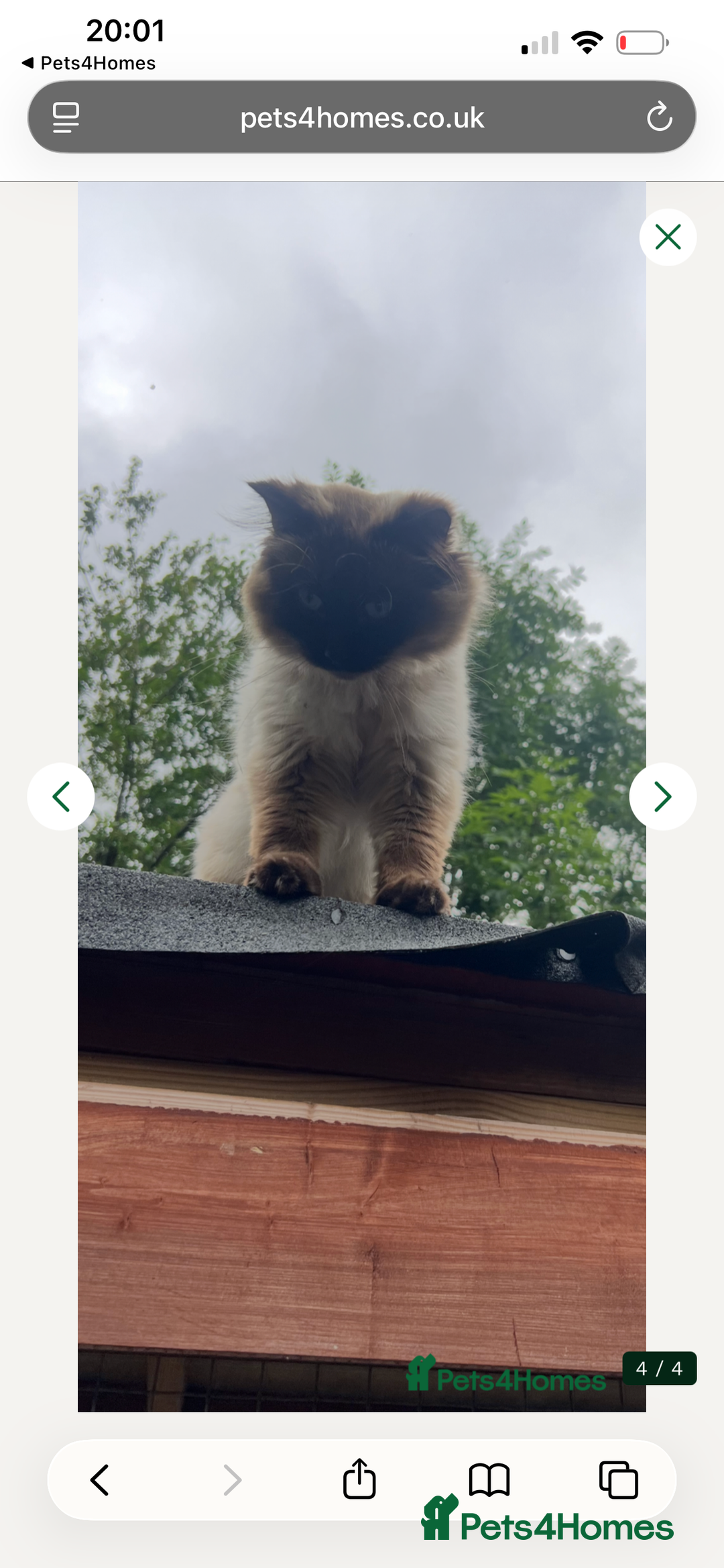 Ragdoll cats for sale: Gccf Active ragdoll boy  - Advert 2