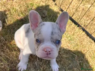 French Bulldog dogs Exotic French bulldog puppies - Advert 7