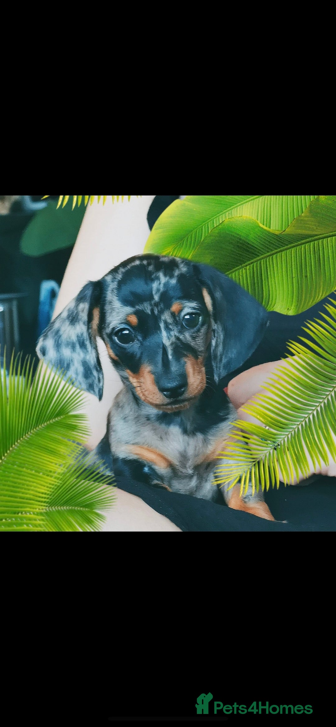 Miniature Dachshund dogs for stud: PROVEN-KC STUD minature smooth haired dachshund in Catterick Garrison - Image 11