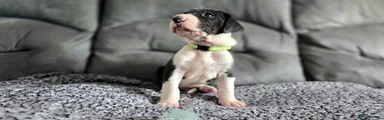 Great Dane 3