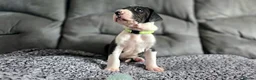 Great Dane dogs for sale: Championship Great Dane Pups  - Advert 7