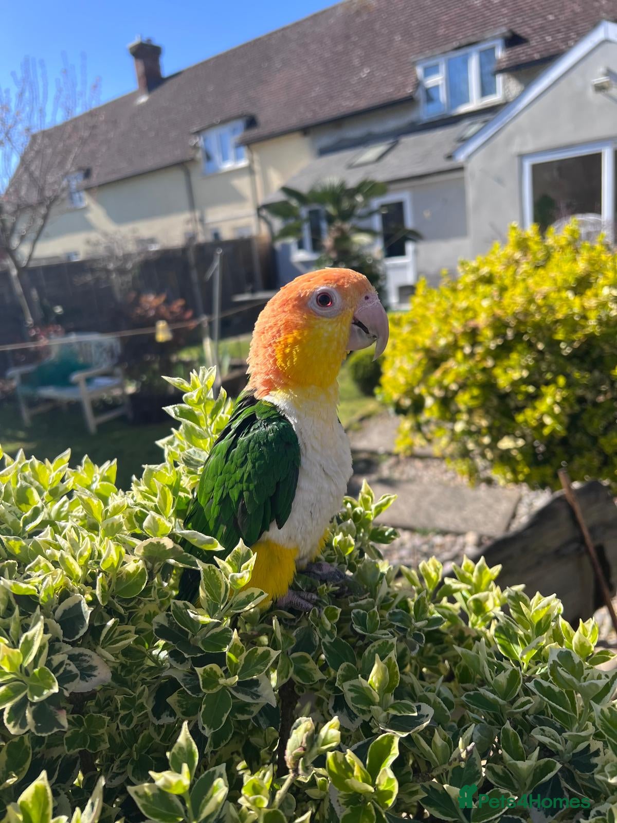 Parrots birds Silly Tame, Young, Male Yellow Thighed Caique - Advert 12