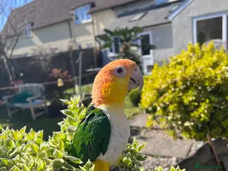 Parrots birds Silly Tame, Young, Male Yellow Thighed Caique - Advert 12