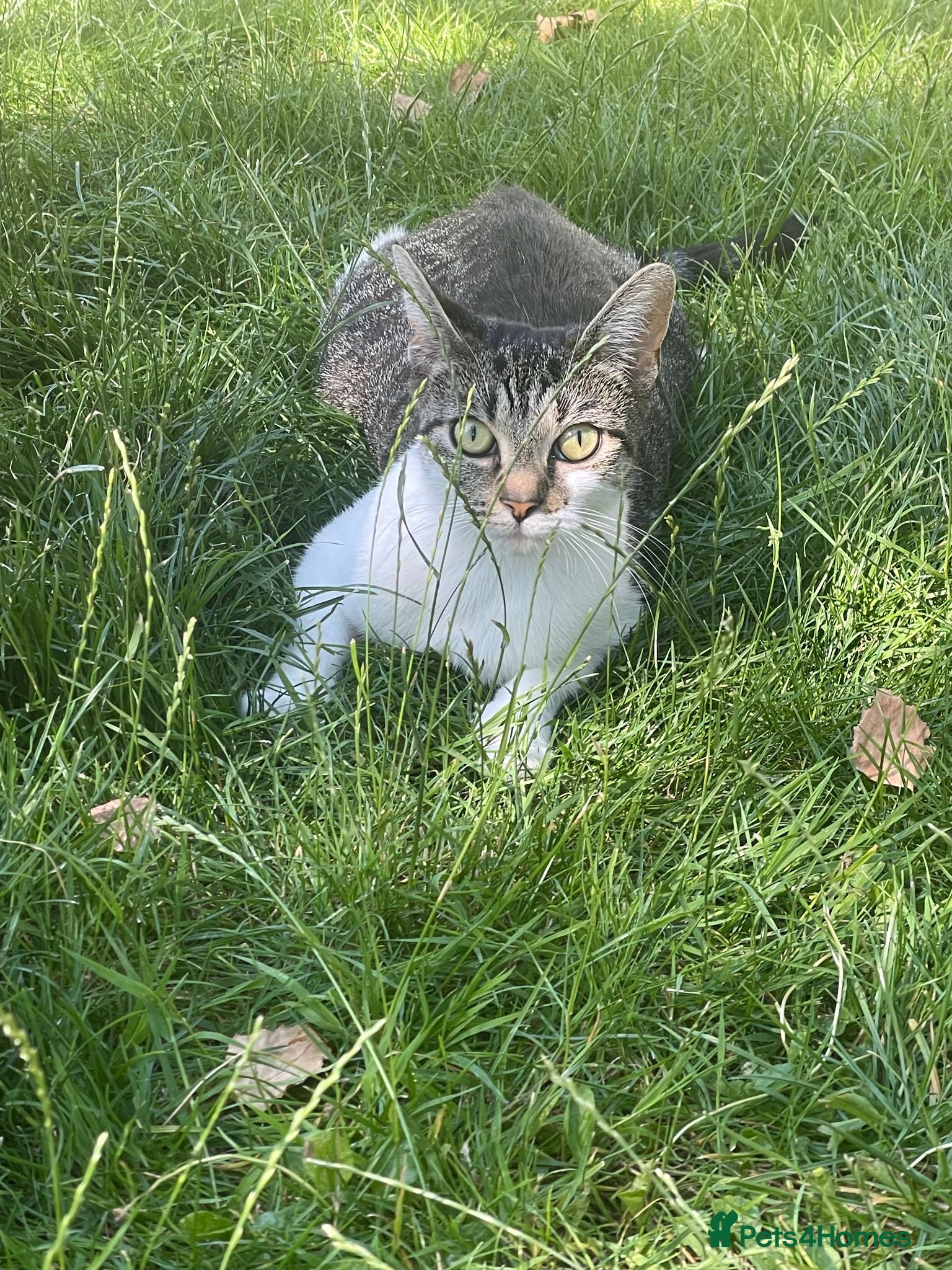 Domestic Shorthair cats Beautiful Kittens for Sale - Advert 1