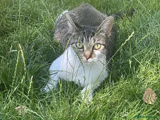 Domestic Shorthair cats Beautiful Kittens for Sale - Advert 6