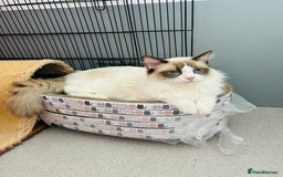 Ragdoll cats for stud: Beautiful ragdoll male in Maidstone - Image 4