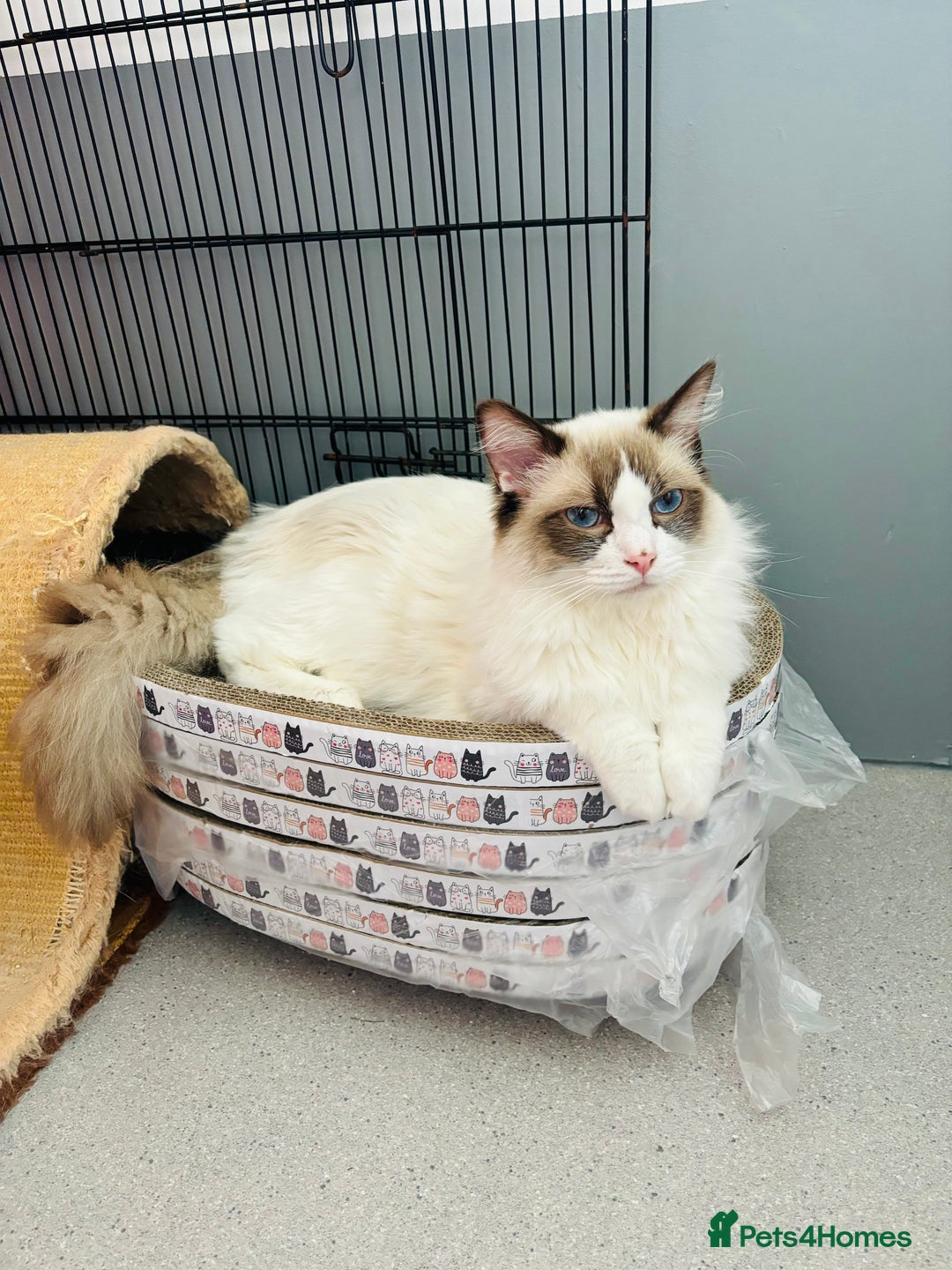 Ragdoll cats for stud: Beautiful ragdoll male in Maidstone - Image 4