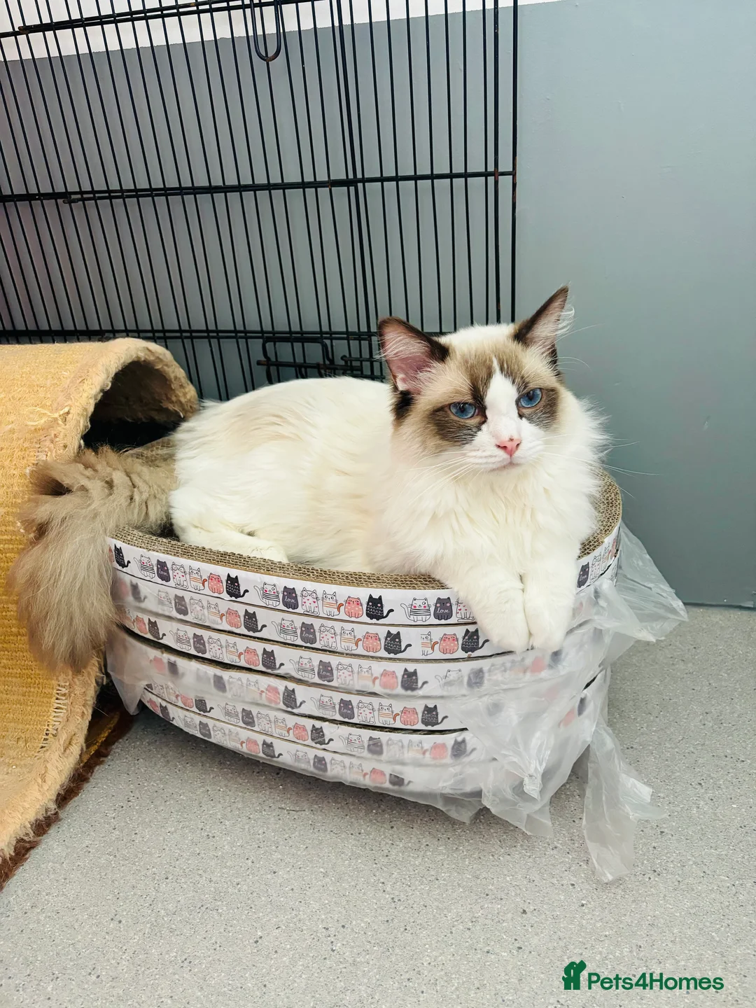 Ragdoll cats for stud: Beautiful ragdoll male in Maidstone - Advert 4