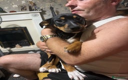 Mixed Breed dogs for sale: Staffordshire bull terrier cross Rottweiler  - Image 1