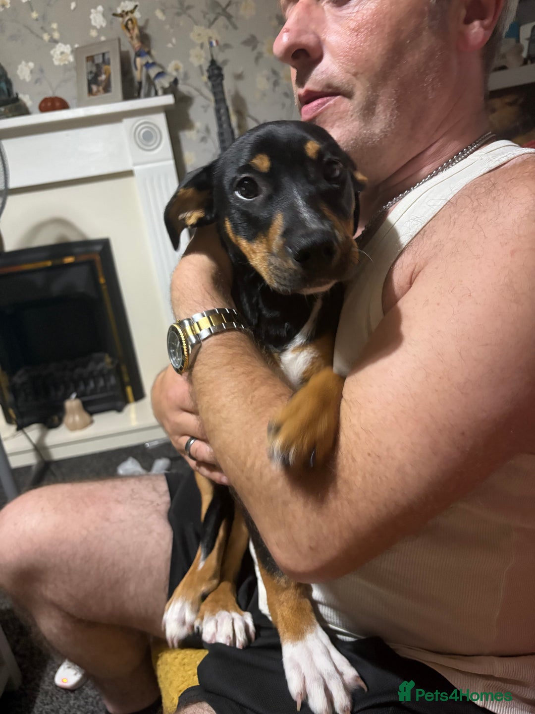 Mixed Breed dogs for sale: Staffordshire bull terrier cross Rottweiler  - Image 1