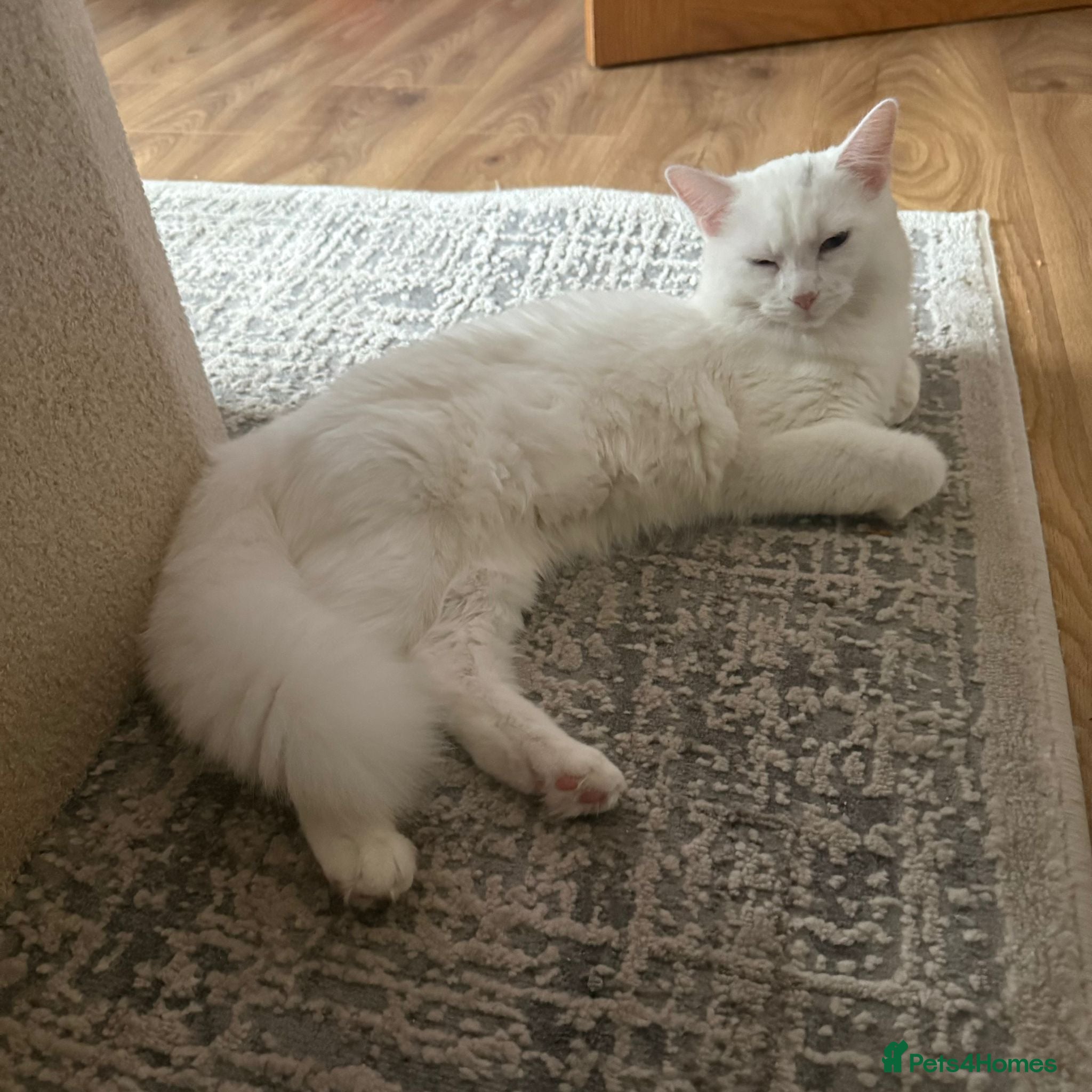 Turkish Angora cats Turkish Angora Last Girl Left in Leicester - Advert 4