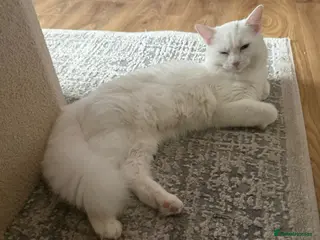 Turkish Angora cats Turkish Angora Last Girl Left in Leicester - Advert 4