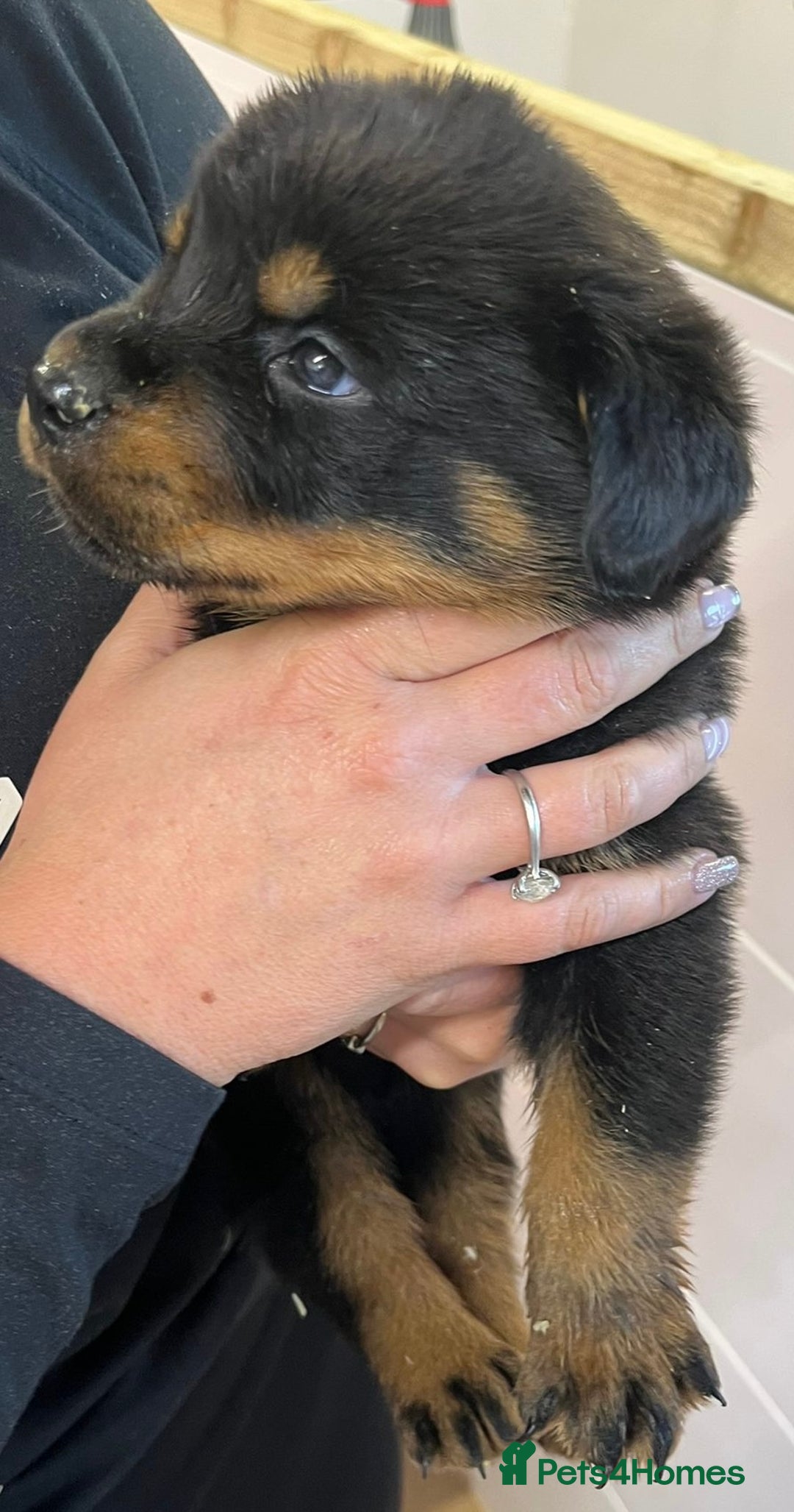 Rottweiler dogs for sale: 🤎🖤🦍 KC REGISTERED 5 ⭐️ BREEDER - Advert 31