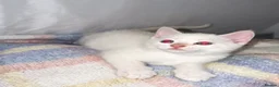 Mixed Breed cats for sale: Beautiful kittens looking for new homes in Basingstoke - Advert 3