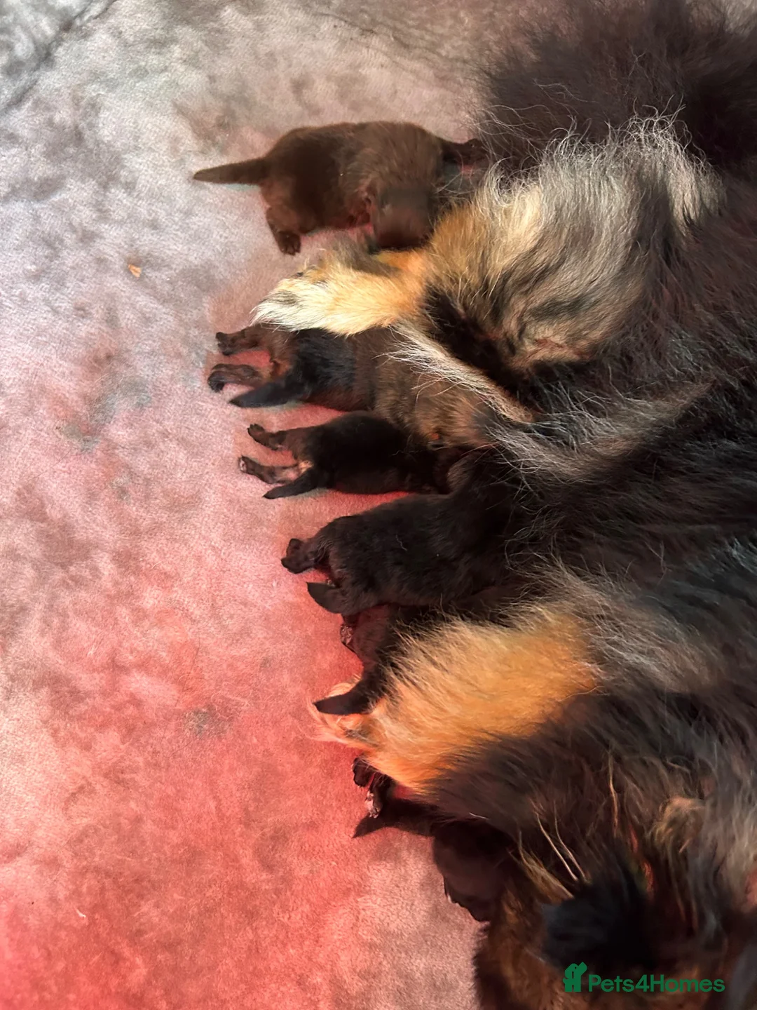 Pomeranian dogs for sale: Full 8 puppies Pomeranians mum russian - Advert 2