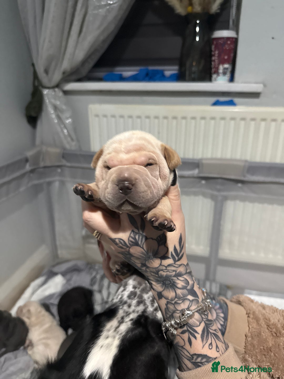 Mixed Breed dogs for sale: Beautiful cocker-Pei puppies - Advert 12