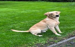 Labrador Retriever dogs for stud: KC Reg Health Tested Yellow Labrador  - Image 3