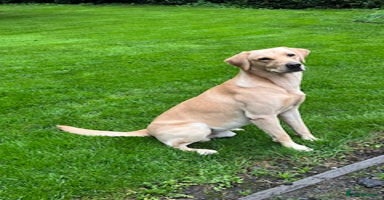 Labrador Retriever dogs - Advert 7
