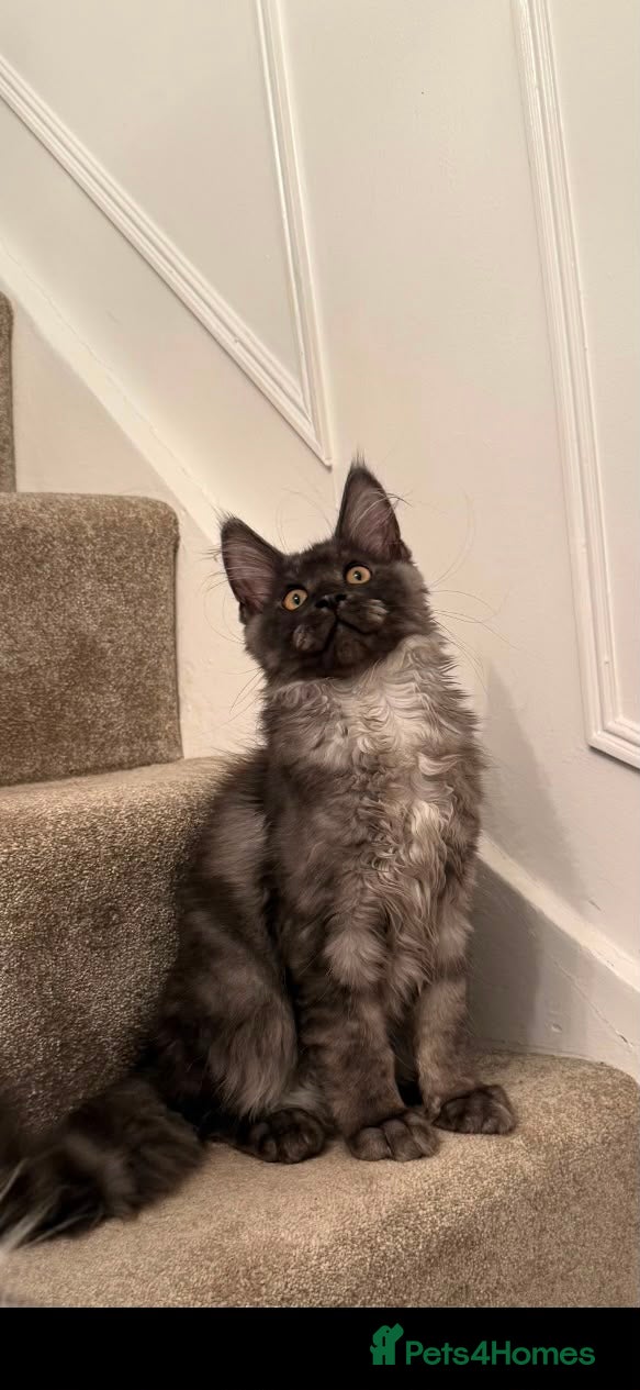 Maine Coon cats Tica registered Maine coons  - Advert 6