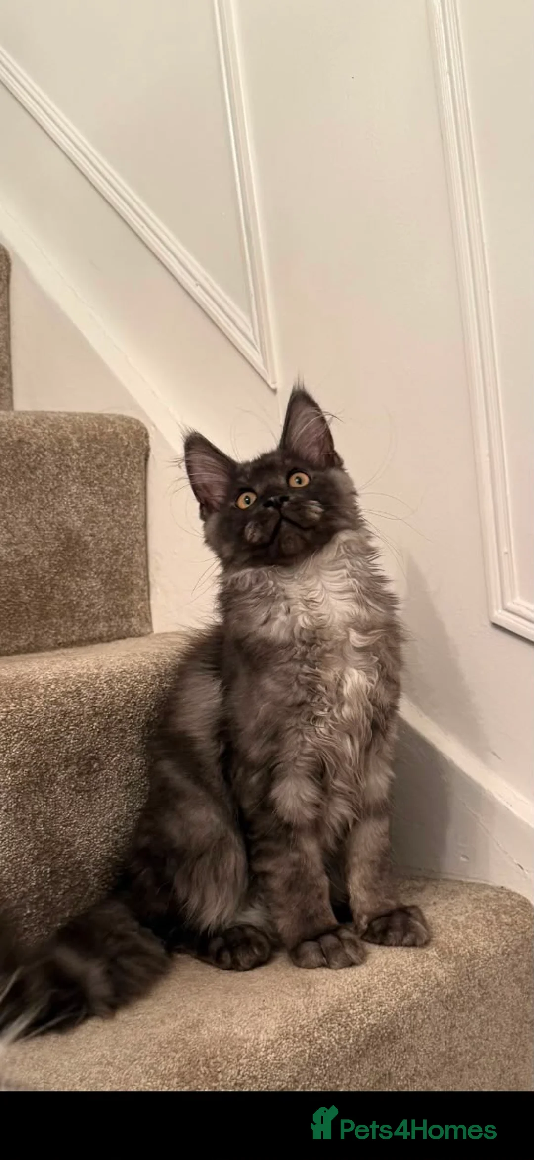 Maine Coon cats for sale: Tica registered Maine coons  - Advert 1