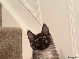 Maine Coon cats Tica registered Maine coons - Advert 6
