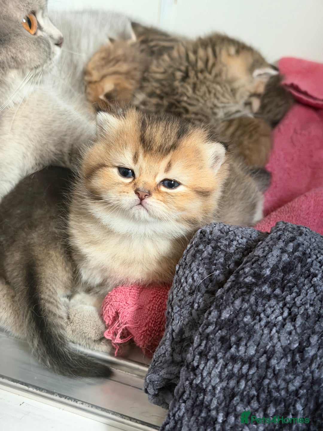 British Shorthair cats for sale: Beautiful British Shorthair Kittens – 5 Available - Advert 3