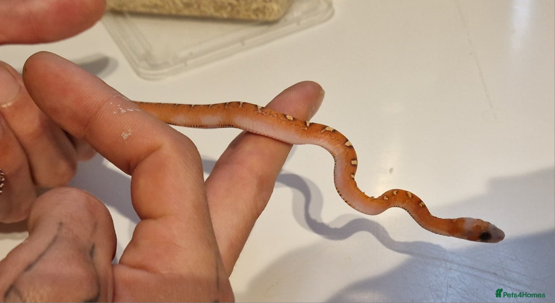 Corn Snake reptiles for sale: Corn snakes  - Image 5