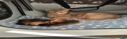 Abyssinian cats for sale: Abyssinian kittens 🌟😻🌟 - Advert 13
