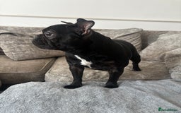 French Bulldog dogs for sale: Very sad sale of our female french bulldog  - Image 1
