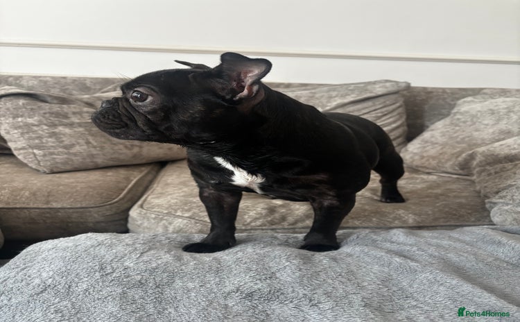 French Bulldog dogs - Advert 1