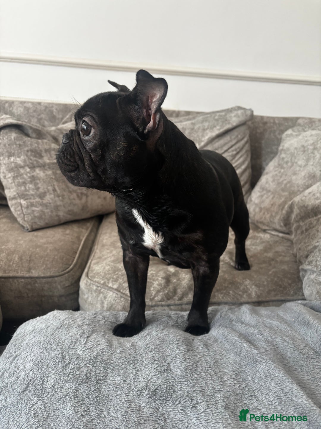 French Bulldog dogs for sale: Very sad sale of our female french bulldog  - Image 1