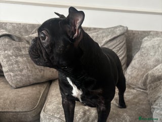 French Bulldog dogs - Advert 13