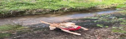 Springador dogs for sale: Springerdor for rehoming - Advert 9