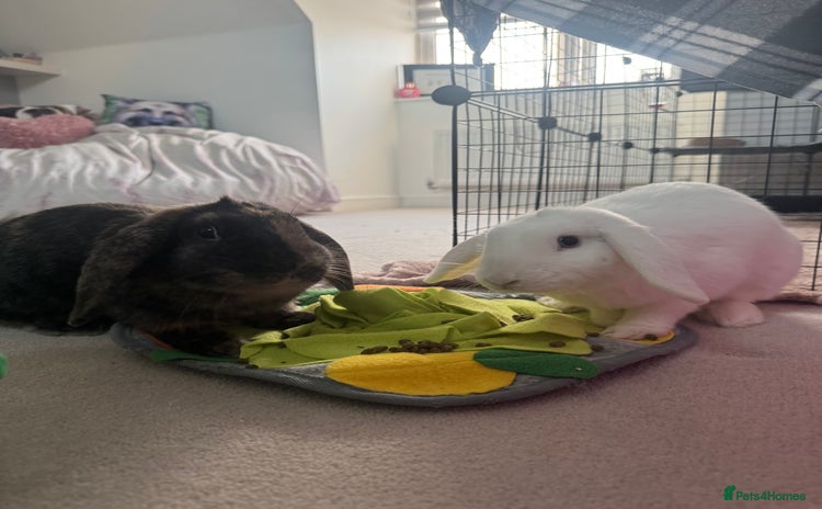 English rabbits - Advert 1